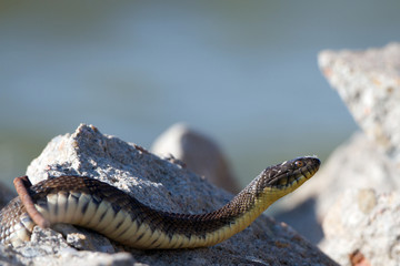 Plainbelly Water Snake beside a pond in Quivira National Wildlife Refuge in Kansas