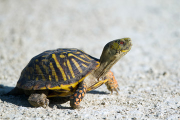 Naklejka premium An Ornate Box Turtle crosses a gravel road