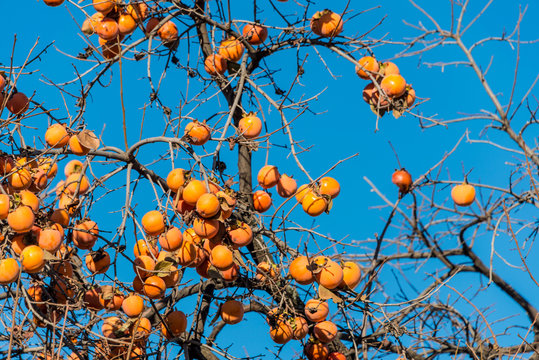 Persimmon fruits on the tree