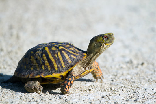 An Ornate Box Turtle crosses a gravel road