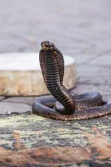 Fototapeta premium Egyptian cobra charmed at Jemaa el-Fnaa square, Marrakesh (Morocco)