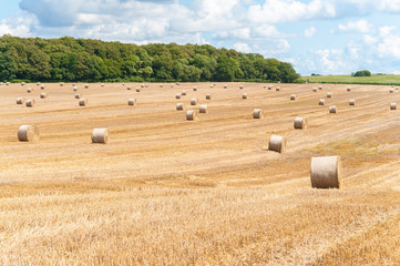Fototapeta premium Strohballen auf abgemähtem Feld, Getreidestroh, Landwirtschaft, Sommerlandschaft