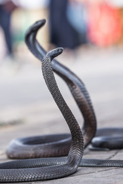 Two Egyptian cobras charmed at Jemaa el-Fnaa square, Marrakesh (Morocco)