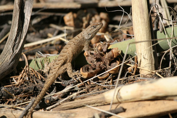 Canyon Lizard in Big Bend National Park in Texas