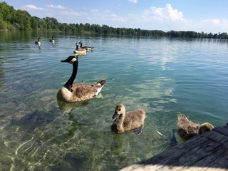 ducks