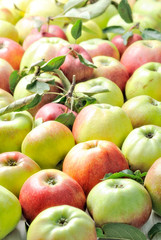 Green, Red and yellow apples in the background