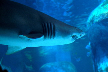 Photo taken during sightseeing at Sea Life London Aquarium in London, England.