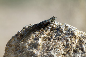 Granite Spiny Lizard on a rock in Joshua Tree National Park in California