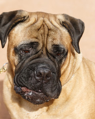 Obraz premium Mastiff with a silly look on his face at obedience trail