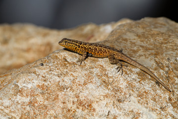 Fototapeta premium Common Side-blotched Lizard on a colorful rock on the southern California coast