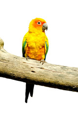 Sun Conure Parrot on a Tree Branch