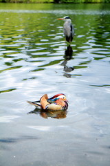 Photo taken during sightseeing around the Hyde Park and Kensington Gardens in London, England.