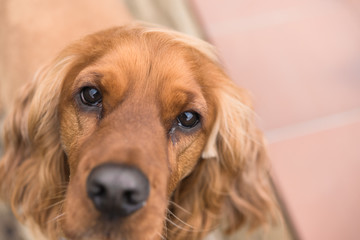 Cute brown cocker spaniel looking at camera head shot