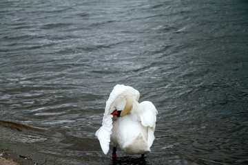 Photo taken during sightseeing around the Hyde Park and Kensington Gardens in London, England.
