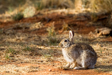 Desert Cottontail in Palo Duro Canyon State Park in Texas