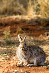 Desert Cottontail in Palo Duro Canyon State Park in Texas