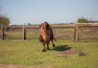 camel on the farm