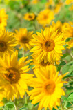 "Sonnenblumen in voller Blüte, Helianthus, leuchtend gelbes