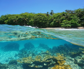 Half above and underwater of a tropical shore