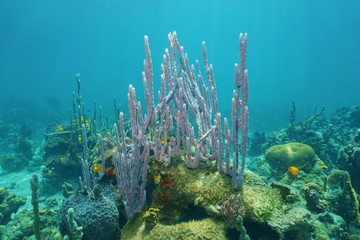 Lavender rope sponge Niphates erecta