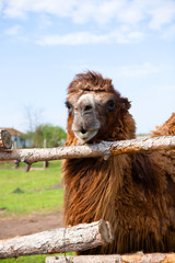 camel on the farm