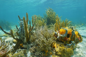 Octocorals and colorful sponges on the seabed