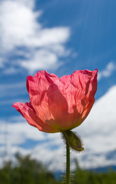 Red Icelandic Blooming