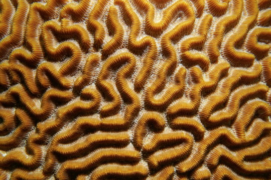 Marine life pattern of symmetrical brain coral