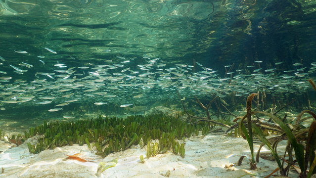 Shoal of fish on a shallow seabed near mangrove