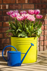 Tulips In Yellow Planter With Blue Watering Can