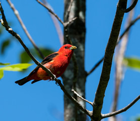 Scarlet Tanager