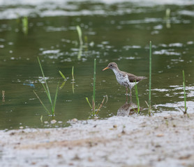 Spotted Sandpiper