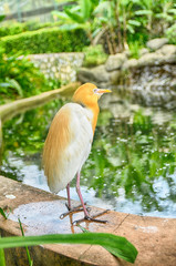 image of bird at bird park, blur and soft background at day light