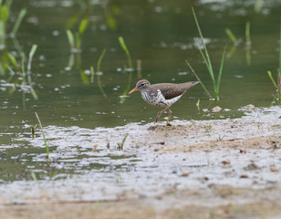 Spotted Sandpiper