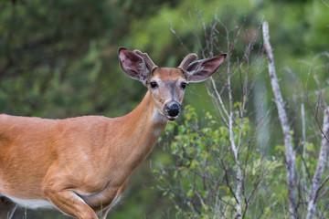 White-tailed Deer in Summer