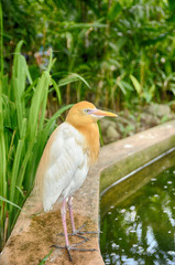 image of bird at bird park, blur and soft background at day light