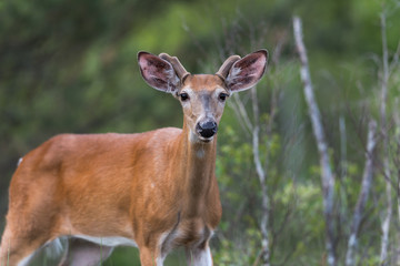 White-tailed Deer in Summer
