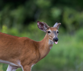 White-tailed Deer in Summer