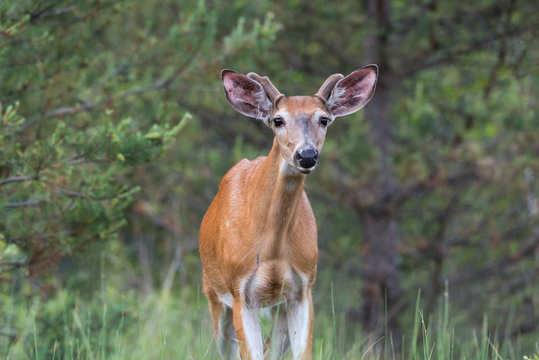 White-tailed Deer in Summer
