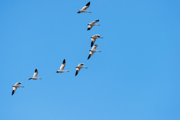 Snow Geese Migrating North in Spring on Blue Sky