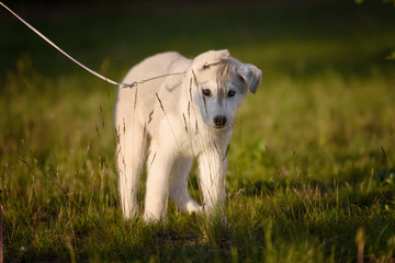 One Little cute puppy of Siberian husky dog outdoors