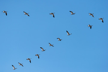 Snow Geese Migrating North in Spring on Blue Sky