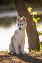 One Little cute puppy of Siberian husky dog outdoors