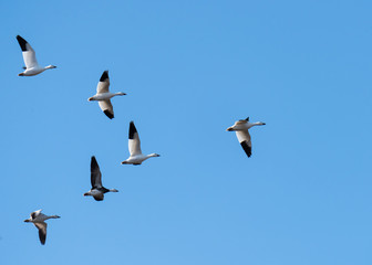 Snow Geese Migrating North in Spring on Blue Sky