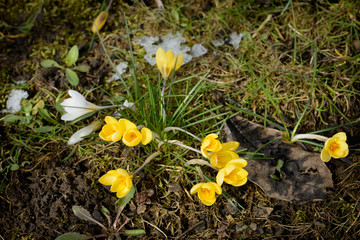 snowdrops crocus flowers in the snow Thaw