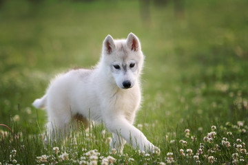 Fototapeta na wymiar One Little cute puppy of Siberian husky dog outdoors