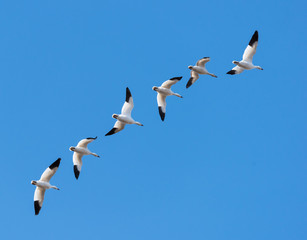 Flock of Snow Geese Migrating North in Spring on Blue Sky