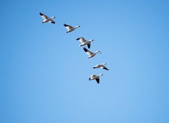 Flock of Snow Geese Migrating North in Spring on Blue Sky