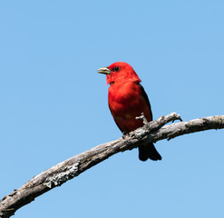 Scarlet Tanager on Blue Sky