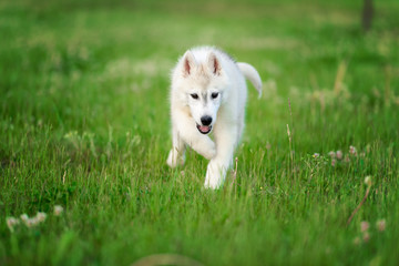 One Little cute puppy of Siberian husky dog outdoors